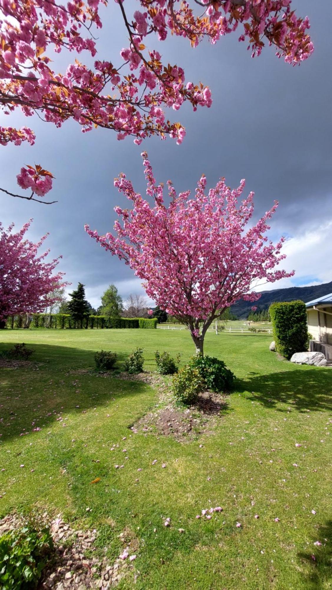 Lake Dunstan Motel Cromwell Dış mekan fotoğraf